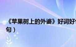 《苹果树上的外婆》好词好句好段（苹果树上的外婆好词好句）