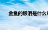 金鱼的眼泪是什么意思（金鱼的眼泪）