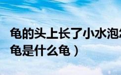龟的头上长了小水泡怎么回事（世界上最大的龟是什么龟）
