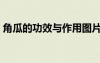 角瓜的功效与作用图片（角瓜的功效与作用）