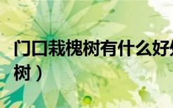 门口栽槐树有什么好处（风水先生说门口种槐树）