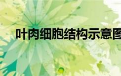 叶肉细胞结构示意图（细胞结构示意图）