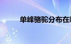 单峰骆驼分布在哪里（单峰骆驼）