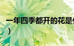 一年四季都开的花是什么（一年四季都开的花）