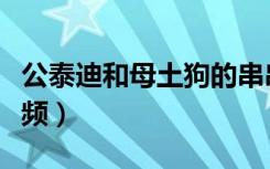 公泰迪和母土狗的串串（小公泰迪配大母狗视频）