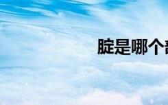 腚是哪个部位（腚）