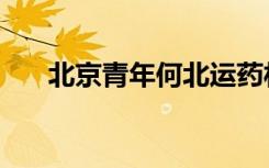 北京青年何北运药材（北京青年何北）