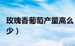 玫瑰香葡萄产量高么（玫瑰香葡萄亩产量是多少）