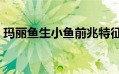 玛丽鱼生小鱼前兆特征（玛丽鱼生小鱼前兆）