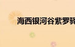 海西银河谷紫罗驿站道歉（海西银）