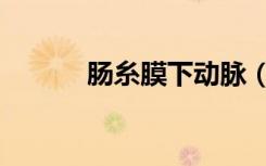 肠糸膜下动脉（肠系膜下动脉）
