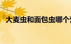 大麦虫和面包虫哪个营养价值高（大麦虫）