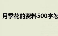 月季花的资料500字怎么写（月季花的资料）