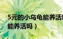 5元的小乌龟能养活吗喂生肉（5元的小乌龟能养活吗）