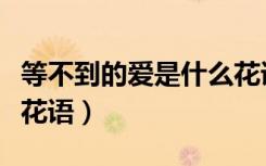等不到的爱是什么花语歌（等不到的爱是什么花语）