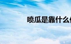 喷瓜是靠什么传播的（喷瓜）