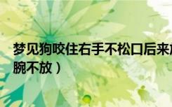 梦见狗咬住右手不松口后来放开了没流血（梦见狗咬我右手腕不放）