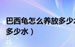 巴西龟怎么养放多少水视频（巴西龟怎么养放多少水）