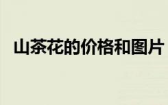 山茶花的价格和图片（山茶花价格怎么样）