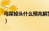 鸟屎掉头什么预兆解梦（鸟屎掉头上什么预兆）