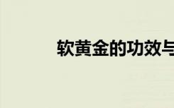 软黄金的功效与作用（软黄金）
