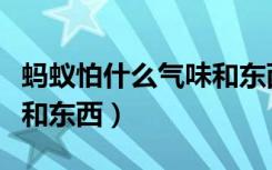 蚂蚁怕什么气味和东西味道（蚂蚁怕什么气味和东西）