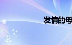 发情的母羊最舒服