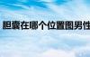 胆囊在哪个位置图男性（胆囊在哪个位置图）