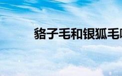 貉子毛和银狐毛哪个贵（貉子毛）