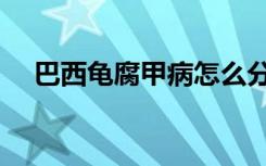 巴西龟腐甲病怎么分辨（巴西龟腐甲病）