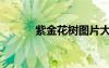 紫金花树图片大全（紫金花树）