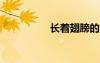 长着翅膀的大灰狼小说