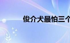 俊介犬最怕三个东西（俊介犬）