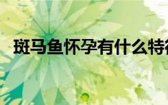 斑马鱼怀孕有什么特征（斑马鱼怀孕图片）