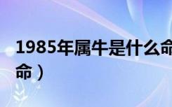 1985年属牛是什么命格（1985年属牛是什么命）