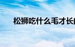 松狮吃什么毛才长的好（松狮吃什么）