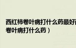 西红柿卷叶病打什么药最好西红柿卷叶是黑杆病吗（西红柿卷叶病打什么药）