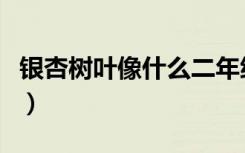 银杏树叶像什么二年级上册（银杏树叶像什么）