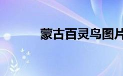 蒙古百灵鸟图片（百灵鸟图片）