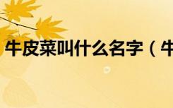 牛皮菜叫什么名字（牛皮菜为什么叫牛皮菜）