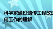 科学家通过遗传工程改造酵母以提高对细胞如何工作的理解